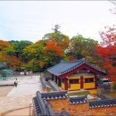 11월 2일 일요일 가야산 칠불봉 상왕봉 해인사 단풍절정 시기 이미지