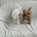 마이멍멍 이미지