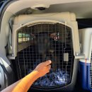 인천서구청라 가치가요 펫택시 이미지