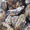 2024 천북 굴축제 이미지