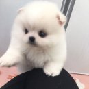 멍브라더 애견카페 이미지