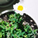 로단테(Rhodanthe) 이미지