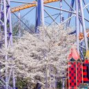 그림동화 만세 | 서울대공원 서울랜드 벚꽃, 놀이기구, 식당, 자유이용권 입장권 할인