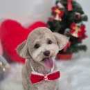 아모르 댕 이미지