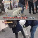 동물농장 이미지