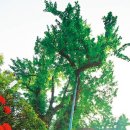 은행나무빌라 이미지