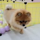 멍찌애견유치원 이미지