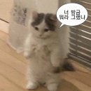 5월 1주 | 일본교환학생: 오타쿠 투어/시부야 굿즈샵/아키하바라 피규어샵/지하아이돌/유니클로 알바...