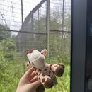 말레이시아 사파리 <얼룩말 잭> | 말레이시아에서 푸꾸옥으로! 인생 최고의 경험 &#34;빈펄 사파리&#34;