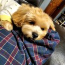 우신펫샵 이미지