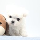 하빈애견농장 이미지