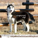 시베리안 허스키 (Siberian Husky) 이미지