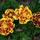 메리골드 이미지