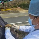 진도개메디컬센터 전남매일