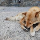 다육이와반짇고리 | 여독