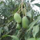 초록망고 이미지