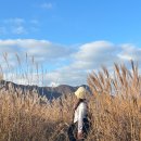 개화 | 황매산 억새축제 24년도 후기 / 개화현황 보는 법