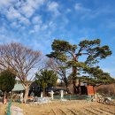 월천1리마을회관 | 강원도 삼척시 원덕읍 보호수 소나무들