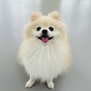 딩동댕치원 이미지