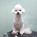 정샘 동물병원 네이버블로그