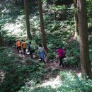 축령산편백나라 이미지