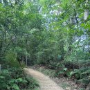 송정메타세콰이어길 이미지