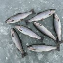 (주)코리아세븐 평창점 | 2026 평창송어축제 아이랑 가족여행, 이거 모르면 헛수고? 주차 예약 꿀팁