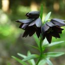 두루미 농원 이미지