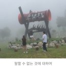 해바라기-청춘(1) 이미지