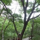 서울둘레길 걷기 - 북한산 둘레길 4차 10~12구간 : 민족의 상징 소나무의 지킴터를 보다 이미지