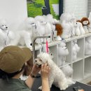 초량애견 이미지