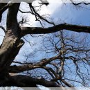 와흘본향당 이미지