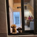 개가사는그집 이미지