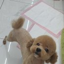 펫아지트