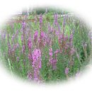 와룡사슴농장 이미지