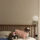 강원도 동해 애견 조식 주는 &lt;너랑온펜션&gt; 내돈내산 강추후기