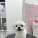 두두핏 이미지
