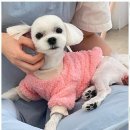 강아지미용실_편안 이미지