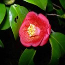 전라도맛집 이미지