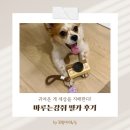 일상마루 | 마루굿즈신상 마루는강쥐카메라 일상기록 강아지 사진 촬영 후기