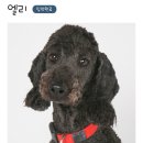 (주) 펫앤미 이미지