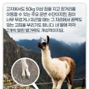 라마 이미지
