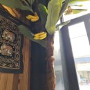 바나나테이블 이미지