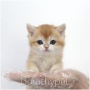 인동농장 | 인동고양이분양 규모와 시스템 모두 안심할 수 있었어요.