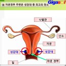 여성 자궁경부가 줄어들었다고요~여성의 발기는 자궁경부 이미지