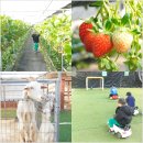 희망농장 | 용인딸기체험농장 헤븐온어스, 동물 놀이 체험 구성 리얼 리뷰