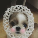 똘이언니 네이버블로그