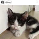 행복한집사 이미지