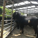 엄지농장 이미지