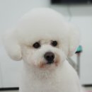 베리애견미용 네이버블로그